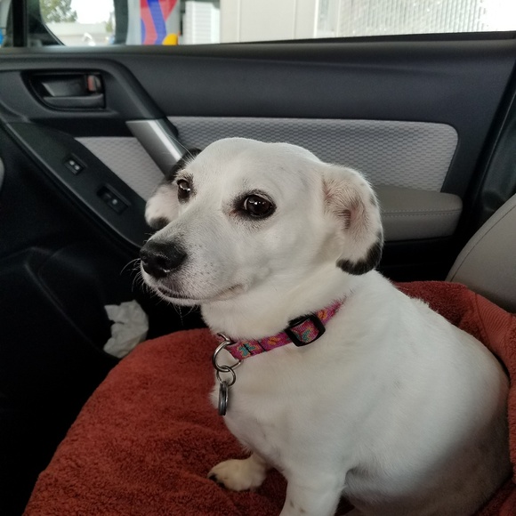 Meet your Posher, Mandie - Picture 1 of 1